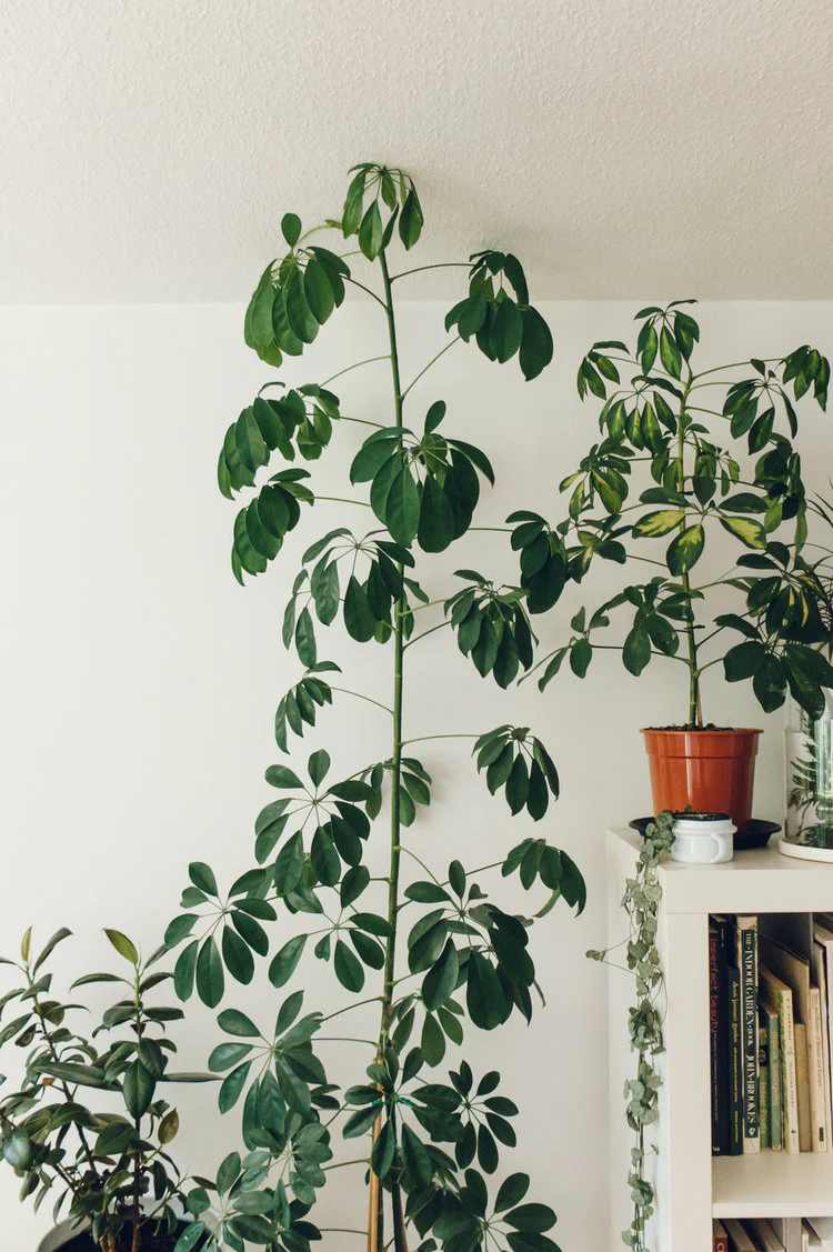 umbrella-plant-2